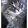 Mousey joined the competition — help win amazing prizes! animal, cat, close_up, cute, ears, eyes, feline, fluffy, fur, gray, indoor, kitten, looking, mammal, pet, portrait, soft, tabby, whiskers, young