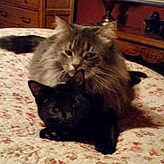 Mousey joined the competition — help win amazing prizes! animal, bed, black_cat, blanket, cat, cats, companion, cozy, cute, domestic, feline, fluffy, furniture, gray_cat, indoor, lamp, pet, quilt, resting, wooden