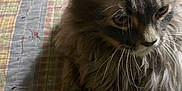 Mousey is registered to the contest to win money with this photo: animal, cat, closeup, cozy, cute, domestic, ears, fabric, feline, fluffy, fur, gray, indoor, mammal, pattern, pet, quilt, relaxed, resting, whiskers