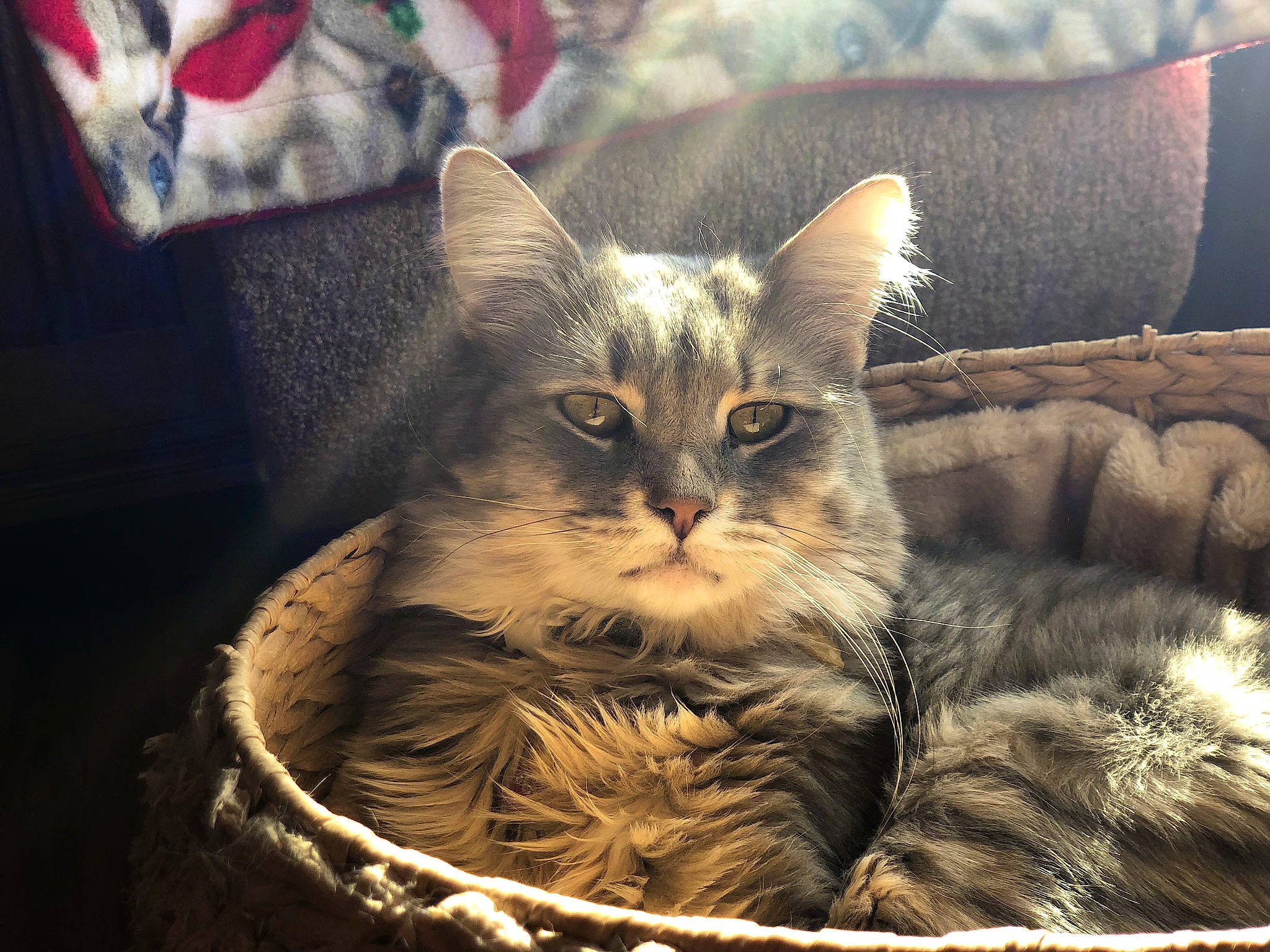Cole joined the competition — help win amazing prizes! basket, carnivore, cat, cat_supply, claw, cloud, comfort, domestic_short_haired_cat, felidae, fur, paw, plant, sitting, small_to_medium_sized_cats, snout, whiskers