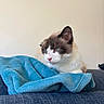 cat, feline, blue_eyes, fluffy, white_and_brown, indoors, blanket, turquoise, couch, seated, relaxed, portrait, whiskers, ears, pink_nose, fur, cozy, home, close_up, sleepy