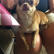 Precious joined the competition — help win amazing prizes! dog, small_dog, puppy, chihuahua, brown_fur, white_fur, wide_eyes, sitting, lap, pet, companion_animal, indoor, portrait, close_up, person, arms, legs, umbrella, furry, adorable