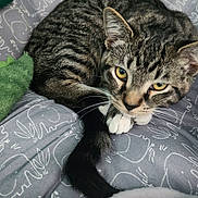 Pepper joined the competition — help win amazing prizes! bedding, blanket, cat, close_up, cozy, curled, domestic_cat, ears, gray, indoor, patterned_bed, paw, pet, plush_toy, sleepy, tabby, tabby_cat, tail, whiskers, yellow_eyes