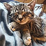 Pepper is registered to the contest to win money with this photo: bed, bedding, blanket, cat, close_up, cozy, cute, ears, feline, fur, indoor, nap, paw, paw_caps, pet, portrait, resting, sleeping, tabby, whiskers
