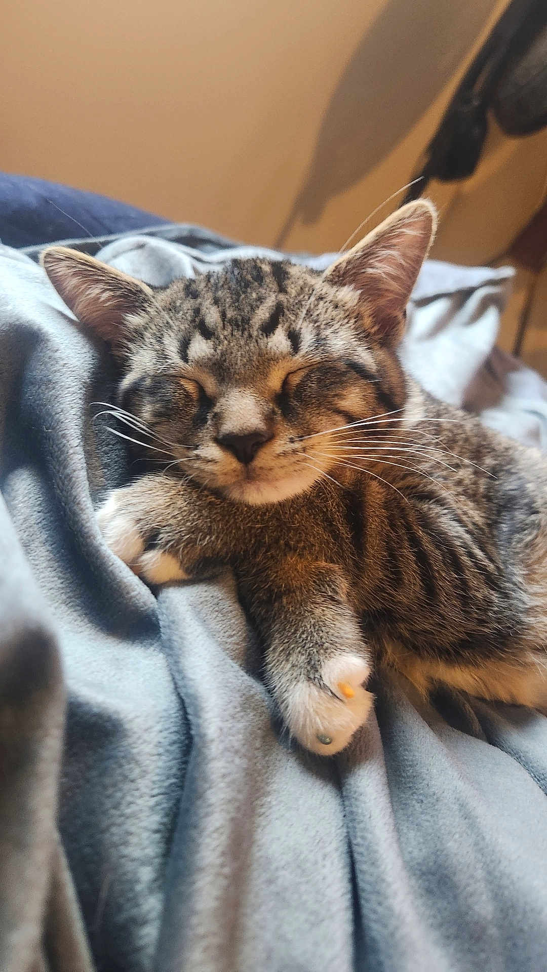 Pepper is registered to the contest to win money with this photo: bed, bedding, blanket, cat, close_up, cozy, cute, ears, feline, fur, indoor, nap, paw, paw_caps, pet, portrait, resting, sleeping, tabby, whiskers