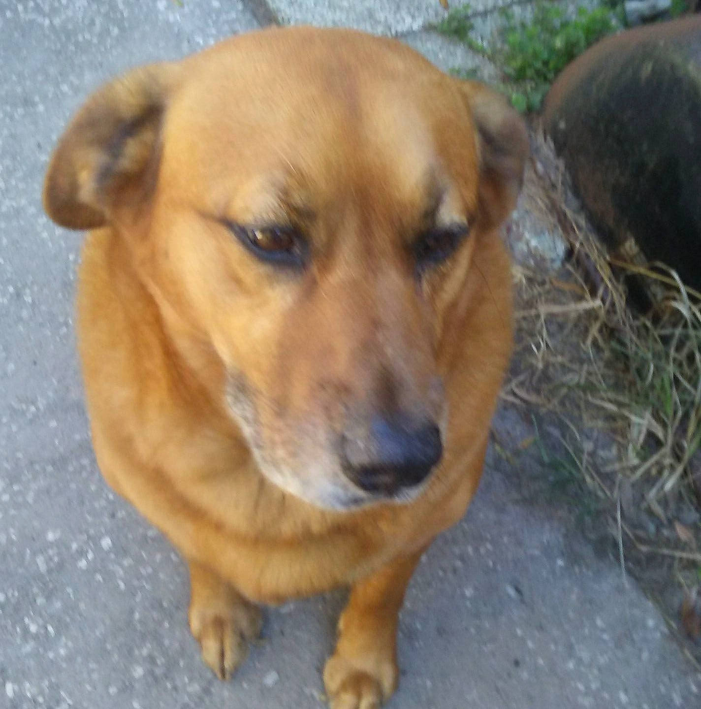 Buddy is registered to the contest to win money with this photo: black_mouth_cur, carnivoran, dog, dog_breed, dog_breed_group, dog_like_mammal, pariah_dog, person, rare_breed_dog, snout, sporting_group, street_dog