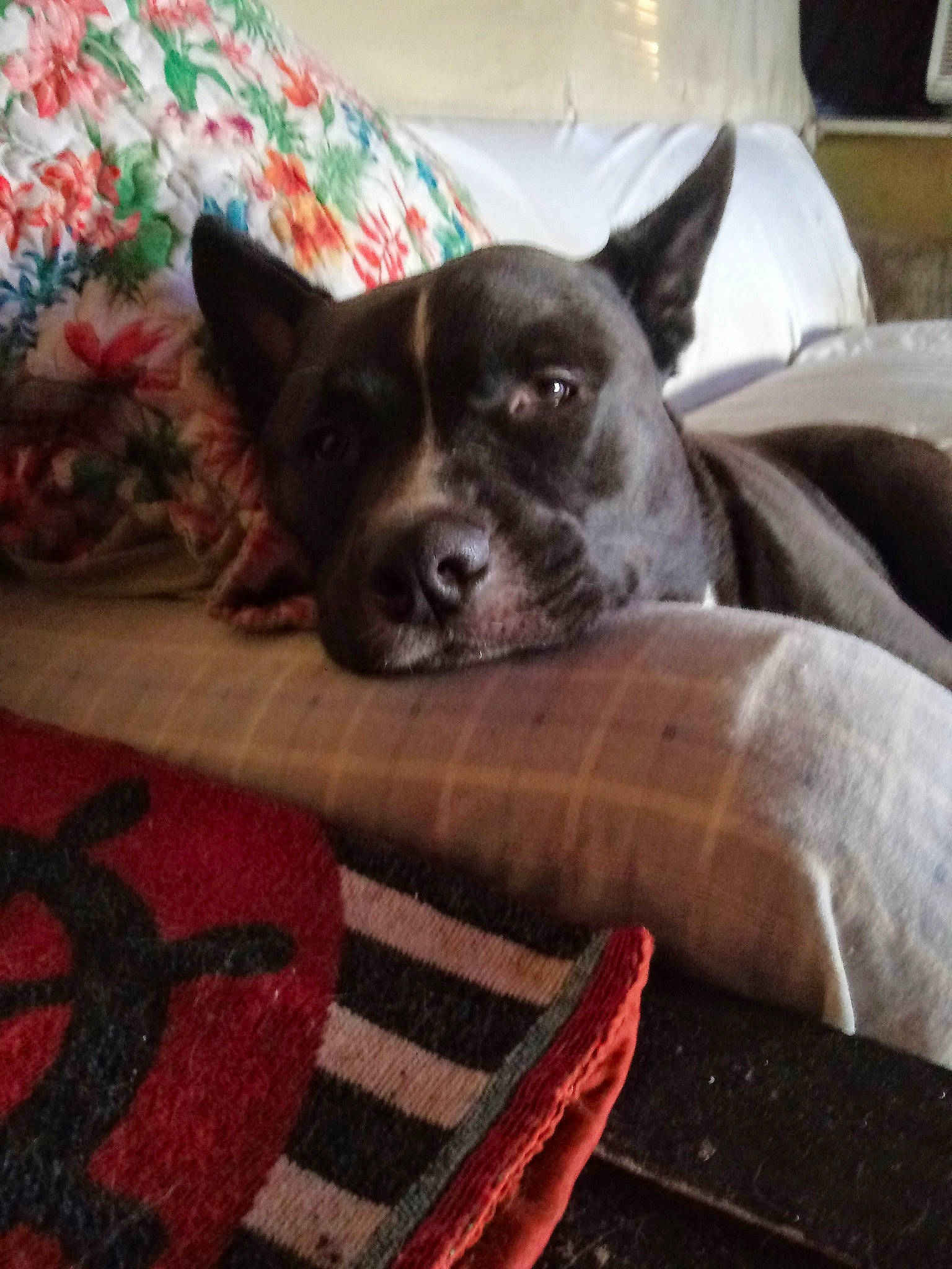 Wiz joined the competition — help win amazing prizes! canidae, carmine, carnivore, collar, comfort, companion_dog, couch, dog, dog_breed, fawn, flooring, fur, guard_dog, herding_dog, linens, paw, snout, sporting_group, whiskers, working_animal