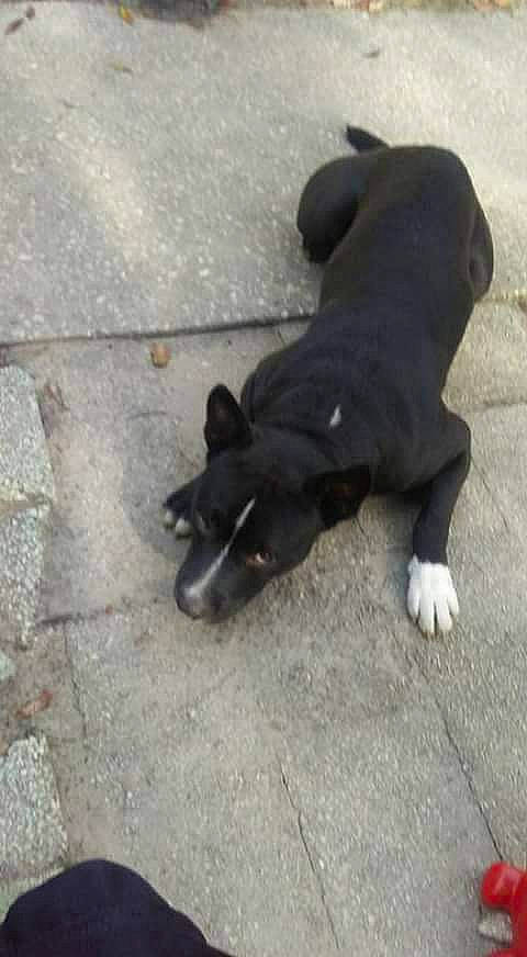 Wiz joined the competition — help win amazing prizes! asphalt, canidae, carnivore, companion_dog, dog, dog_breed, non_sporting_group, paw, snout, sporting_group, tail, terrestrial_animal, working_animal