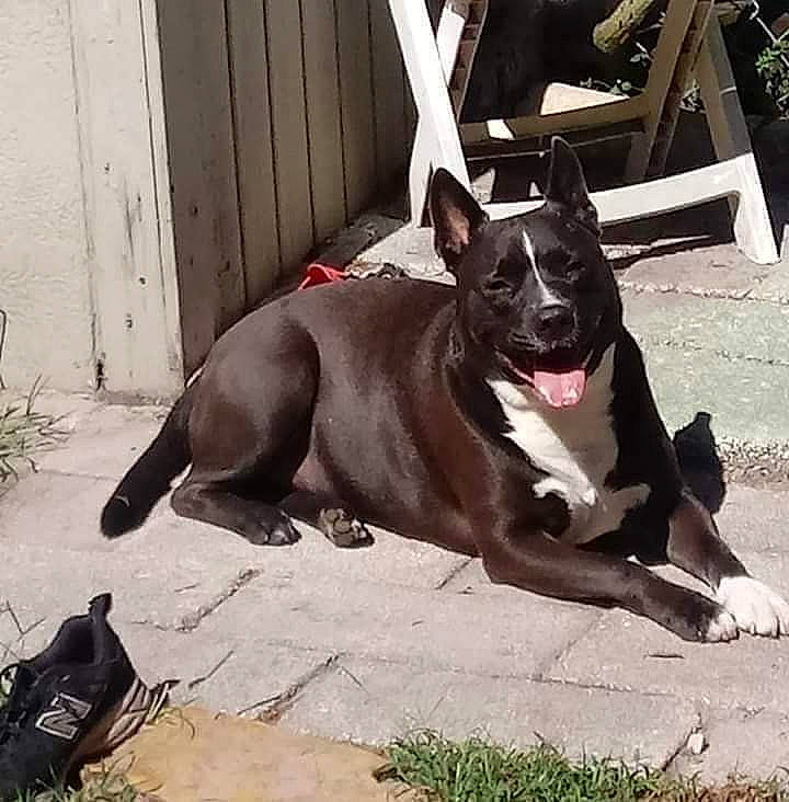 Wiz is registered to the contest to win money with this photo: boston_terrier, canidae, carmine, carnivore, collar, companion_dog, dog, dog_breed, dog_collar, dog_supply, fawn, leash, luggage_and_bags, paw, pet_supply, plant, snout, sporting_group, tail, working_animal