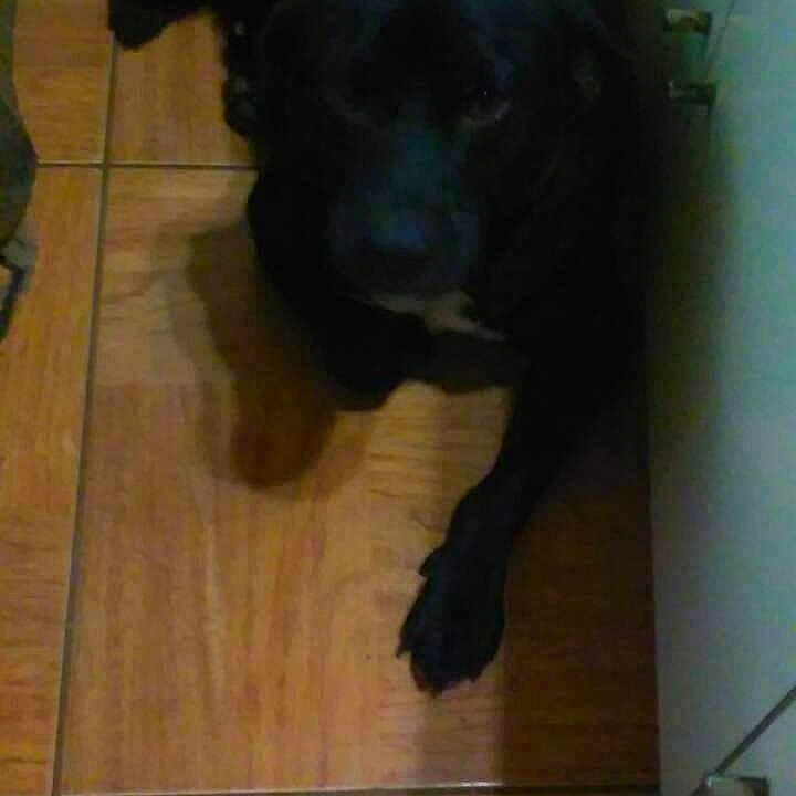 Dillon joined the competition — help win amazing prizes! borador, carnivoran, dog, dog_breed, dog_breed_group, dog_like_mammal, labrador_retriever, puppy, retriever, snout, sporting_group, tail