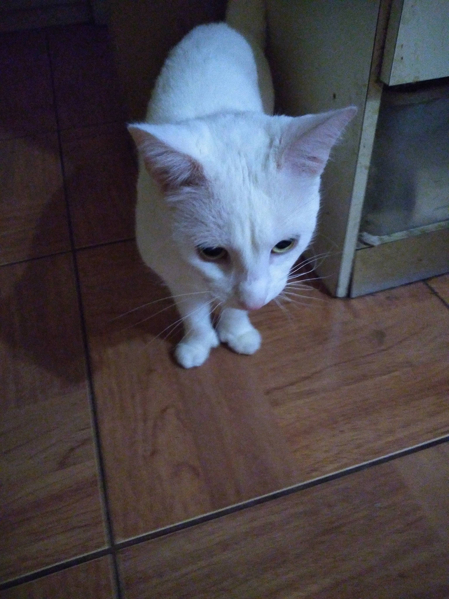 Luka joined the competition — help win amazing prizes! carnivore, cat, eye, fawn, felidae, floor, flooring, hardwood, head, laminate_flooring, plank, small_to_medium_sized_cats, snout, tail, tile_flooring, varnish, whiskers, wood, wood_flooring, wood_stain