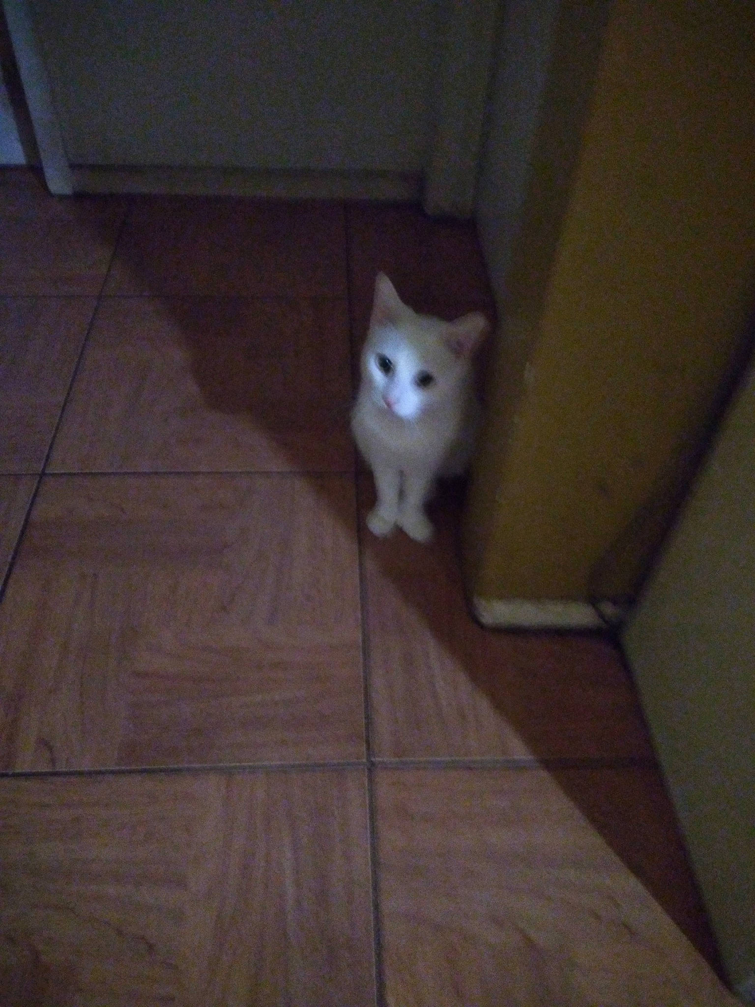 Luka is registered to the contest to win money with this photo: brown, carnivore, cat, domestic_short_haired_cat, felidae, floor, flooring, hardwood, laminate_flooring, plank, plywood, room, small_to_medium_sized_cats, tail, tile_flooring, varnish, whiskers, wood, wood_flooring, wood_stain