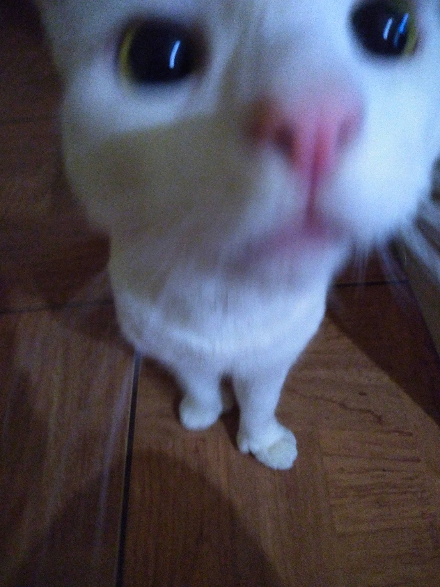 Luka is registered to the contest to win money with this photo: carnivore, cat, domestic_short_haired_cat, eyelash, felidae, flooring, fur, hardwood, iris, nose, paw, small_to_medium_sized_cats, snout, surprised, tail, terrestrial_animal, toy, whiskers, wood, wood_stain