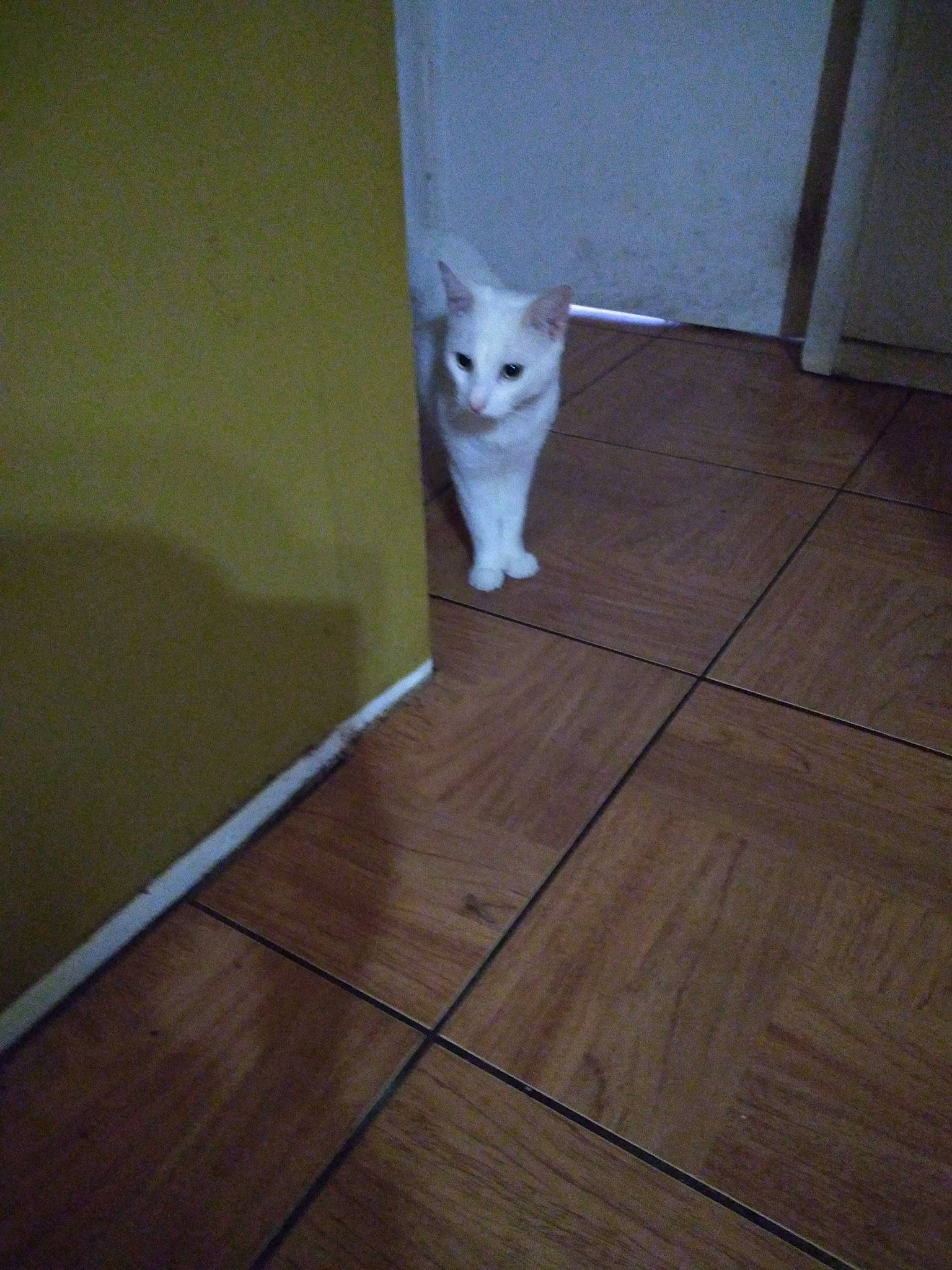 Luka joined the competition — help win amazing prizes! carnivore, cat, companion_dog, dog_breed, fawn, felidae, floor, flooring, hardwood, laminate_flooring, plank, plywood, small_to_medium_sized_cats, stairs, tail, varnish, whiskers, wood, wood_flooring, wood_stain