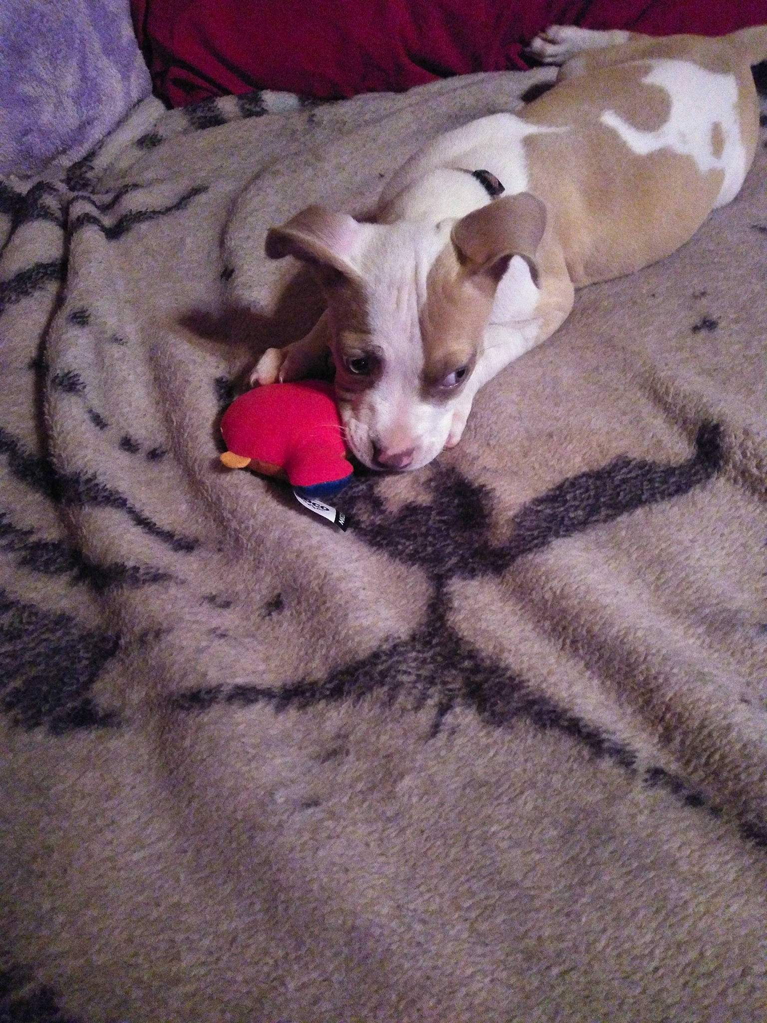 Jada joined the competition — help win amazing prizes! canidae, carnivore, comfort, companion_dog, dog, dog_breed, dog_supply, fawn, felidae, fur, linens, mammal, paw, small_to_medium_sized_cats, snout, tail, terrestrial_animal, toy_dog, whiskers, working_animal