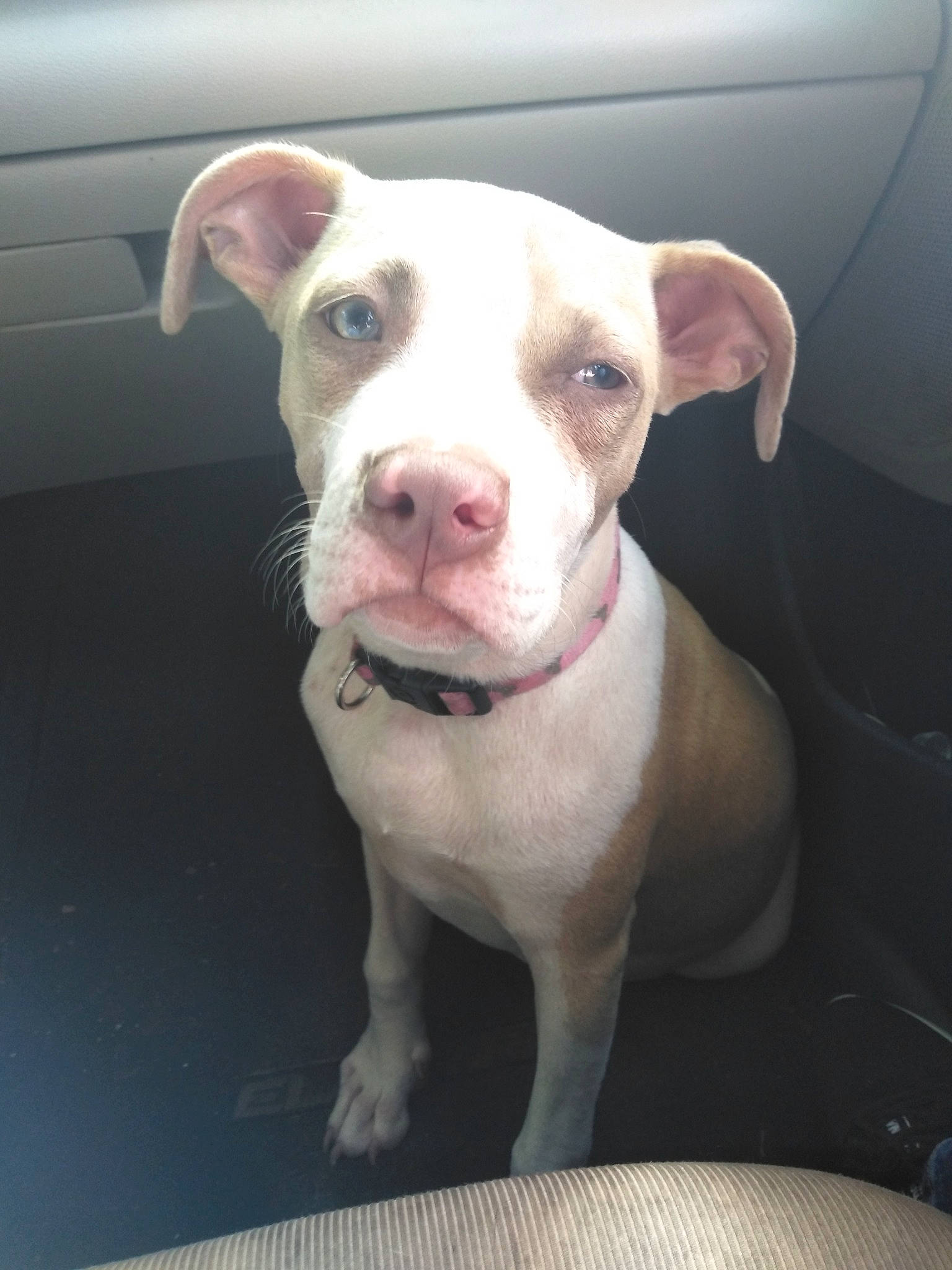 Jada is registered to the contest to win money with this photo: art, canidae, carnivore, collar, companion_dog, dog, dog_breed, dog_collar, fawn, non_sporting_group, snout, sporting_group, whiskers, working_animal