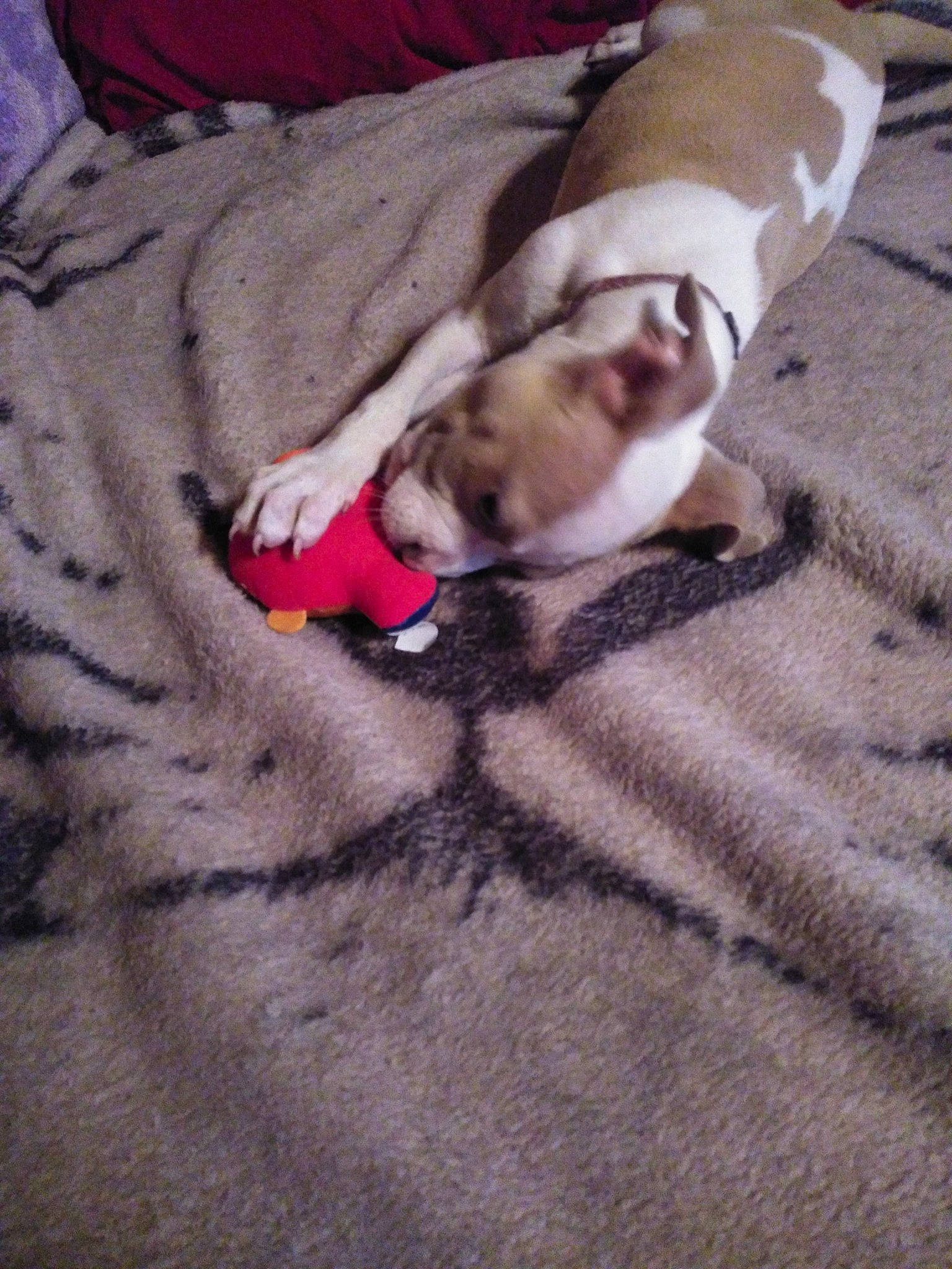 Jada is registered to the contest to win money with this photo: carnivore, comfort, companion_dog, couch, dog, dog_breed, fawn, felidae, flooring, hardwood, linens, mammal, paw, small_to_medium_sized_cats, snout, sporting_group, tail, vertebrate, whiskers, working_animal