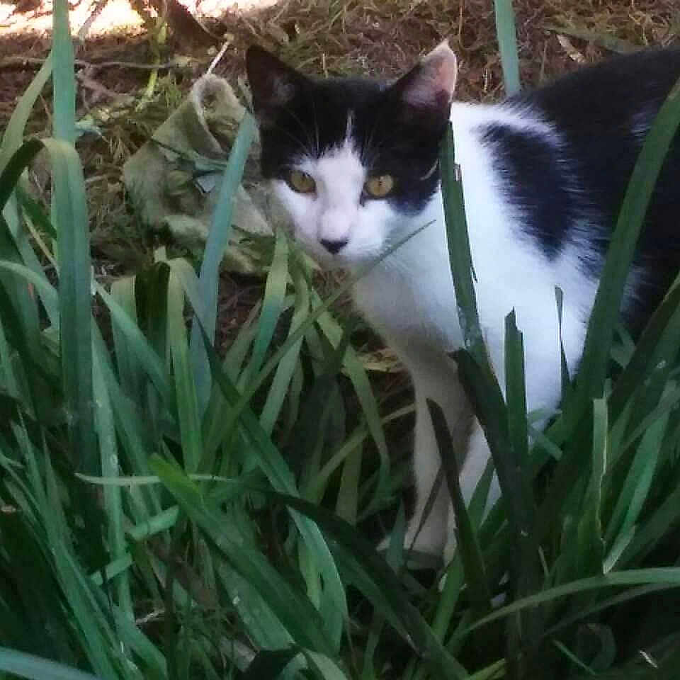 Sophia