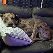 Chloe is registered to the contest to win money with this photo: dog, sleeping, couch, leather_couch, pillow, indoor, resting, pet, large_dog, spotted_dog, relaxing, quiet, cozy, home, furniture, calm, nap, animal, mammal, domestic_animal