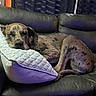 animal, calm, couch, cozy, dog, domestic_animal, furniture, home, indoor, large_dog, leather_couch, mammal, nap, pet, pillow, quiet, relaxing, resting, sleeping, spotted_dog
