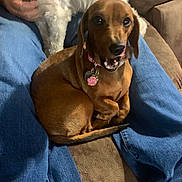Sassy Girl is registered to the contest to win money with this photo: animal, brown_dog, collar, comfort, couch, dachshund, dog, fur, hand, home, indoor, jeans, lap, person, pet, playing, relaxed, sitting, tag, white_dog