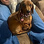 animal, brown_dog, collar, comfort, couch, dachshund, dog, fur, hand, home, indoor, jeans, lap, person, pet, playing, relaxed, sitting, tag, white_dog