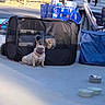 french_bulldog, dog, pet_playpen, outdoor, sunny, concrete, camper, table, tablecloth, towels, dog_bowl, pet, canine, resting, leash, collar, shade, relaxing, summer, animal