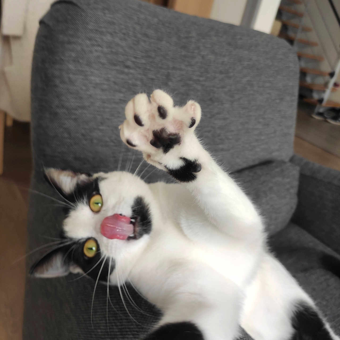 Lori a rejoint le concours — aidez-le/la à gagner de superbes lots ! animal, black_and_white, cat, close_up, couch, cute, domestic_cat, feline, funny, furniture, home, indoor, living_room, paw, pet, playful, relaxed, stretching, tongue, whiskers