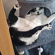 Lori a rejoint le concours — aidez-le/la à gagner de superbes lots ! cat, black_and_white, cat_tree, indoor, pet, feline, playful, upside_down, wide_eyes, furniture, carpet, toy, cozy, cute, scratching_post, wood, relaxed, paw, home, curious