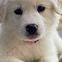 Shelby is registered to the contest to win money with this photo: animal, canine, dog, eskimodog, face, goldenretriever, head, husky, newfoundland, person, pet, poodle, puppy, snout, terrier, text, whitedog