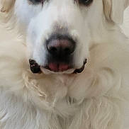 Shelby joined the competition — help win amazing prizes! animal, ball, bodypart, canine, dog, eskimodog, face, goldenretriever, head, hound, husky, labradorretriever, mouth, person, pet, photography, portrait, puppy, white, whitedog