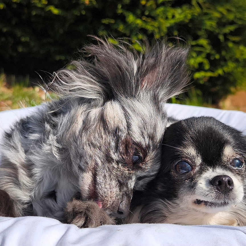 Luna Et Louloute a rejoint le concours — aidez-le/la à gagner de superbes lots ! animal, close_up, companion, cute, daylight, dog, fence, fluffy_fur, fur_texture, greenery, nature, outdoor, pet, portrait, resting, small_dog, snuggling, sunlight, two_dogs, white_cushion