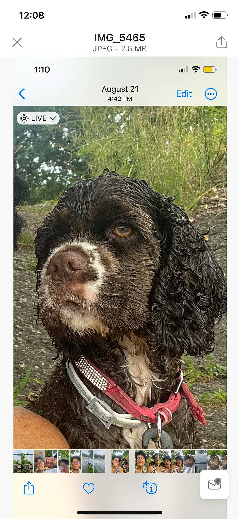 Coco Chanel Blossom Jackson joined the competition — help win amazing prizes! canidae, carnivore, cocker_spaniel, collar, companion_dog, dog, dog_breed, dog_collar, fur, grass, gun_dog, liver, screenshot, snout, soil, spaniel, sporting_group, walking, water_dog, working_animal