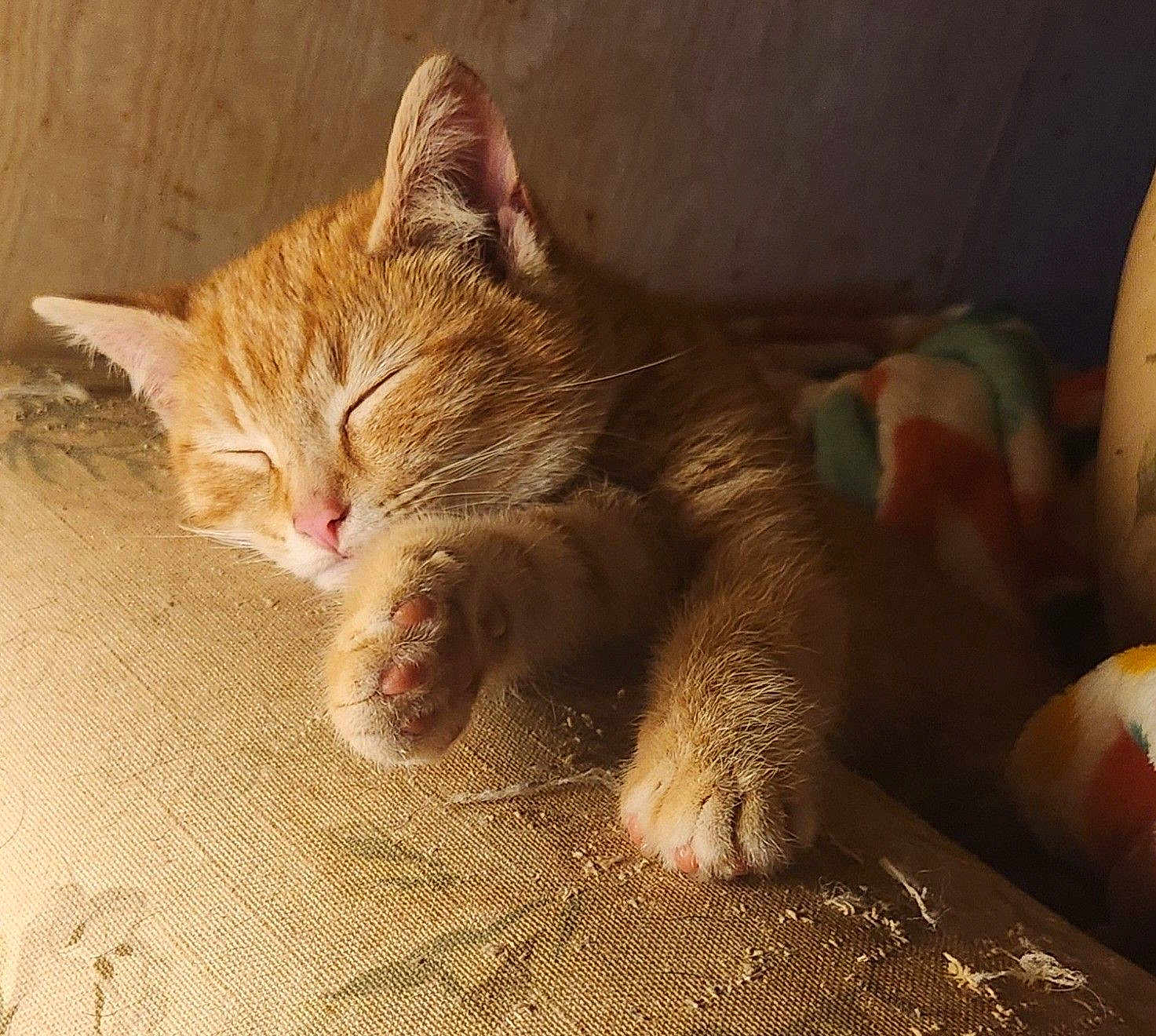 Blaze Embrey is registered to the contest to win money with this photo: cat, kitten, sleeping, ginger, paw, fur, cozy, cute, pet, animal, indoor, rest, peaceful, closeup, whiskers, pink_nose, texture, blanket, soft_light, feline