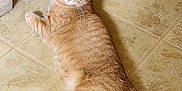 Blaze Embrey is registered to the contest to win money with this photo: cat, orange_tabby, lying_down, floor, tile, indoor, pet, animal, looking_back, whiskers, tail, ears, relaxed, curious, feline, domestic_cat, mammal, paws, fur, resting