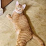 cat, orange_tabby, lying_down, floor, tile, indoor, pet, animal, looking_back, whiskers, tail, ears, relaxed, curious, feline, domestic_cat, mammal, paws, fur, resting