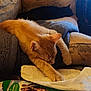 Blaze Embrey joined the competition — help win amazing prizes! cat, ginger_cat, black_cat, couch, blanket, indoor, sleeping, stretching, pet, feline, cozy, relaxing, home, fur, animal, nap, comfort, rest, furniture, quiet