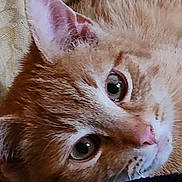 Blaze Embrey is registered to the contest to win money with this photo: cat, orange_tabby, close_up, pet, animal, fur, whiskers, ears, eyes, lying_down, blanket, indoor, cute, domestic_cat, feline, muzzle, nose, relaxed, soft, resting