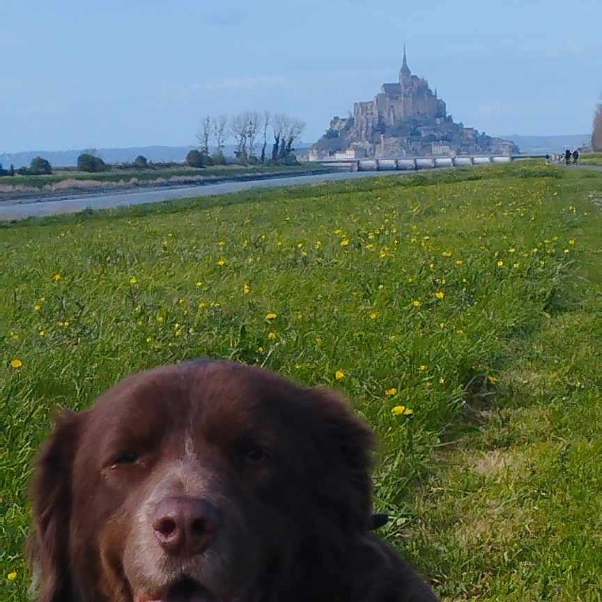 Kkot Cacao participe au concours pour gagner de l'argent avec cette photo : animal, bandana, brown_dog, canine, castle, clouds, dog, field, grass, green_bandana, happy, landscape, nature, outdoor, pet, scenic, sky, summer, tongue_out, yellow_flowers