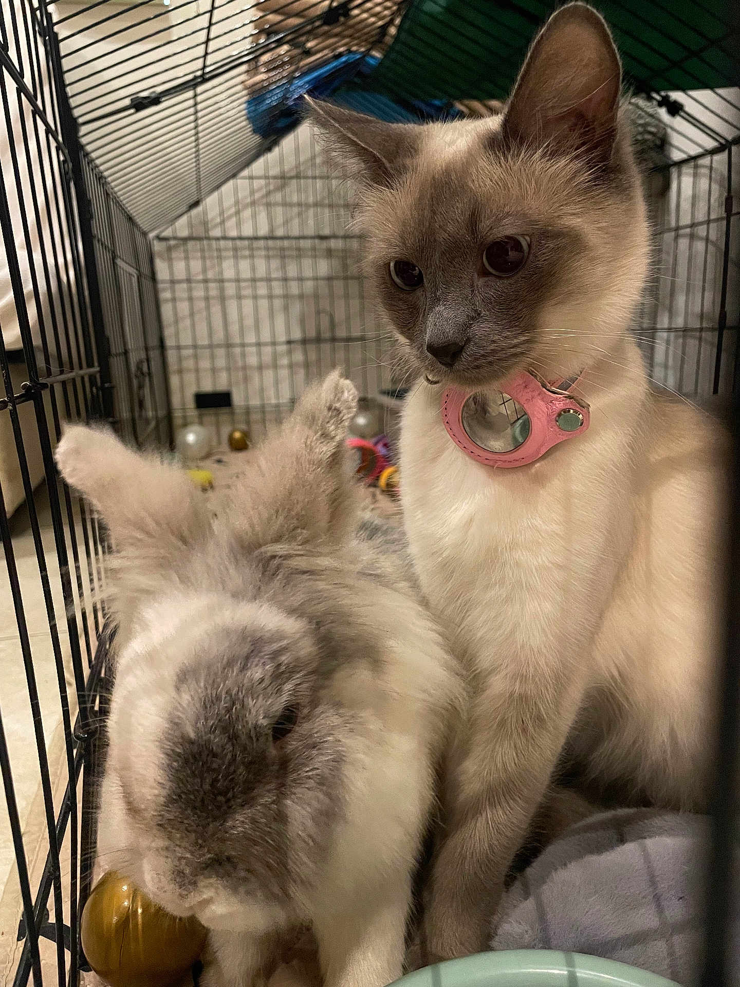 Milda participe au concours pour gagner de l'argent avec cette photo : cat, rabbit, cage, pet, furry, animal, collar, toy, indoor, closeup, cute, fluffy, companions, playful, curious, resting, domestic, friendship, mammal, cozy