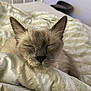 Milda participe au concours pour gagner de l'argent avec cette photo : cat, sleeping, blanket, cozy, indoor, fur, pet, relaxed, comfort, cute, mammal, whiskers, closeup, resting, animal, domestic_animal, soft, bed, quiet, calm