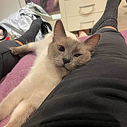 Milda participe au concours pour gagner de l'argent avec cette photo : cat, pet, indoor, furniture, person, clothing, black_pants, black_socks, mirror, dresser, floor, relaxing, cozy, snuggling, purple_blanket, fluffy, fur, whiskers, legs, home