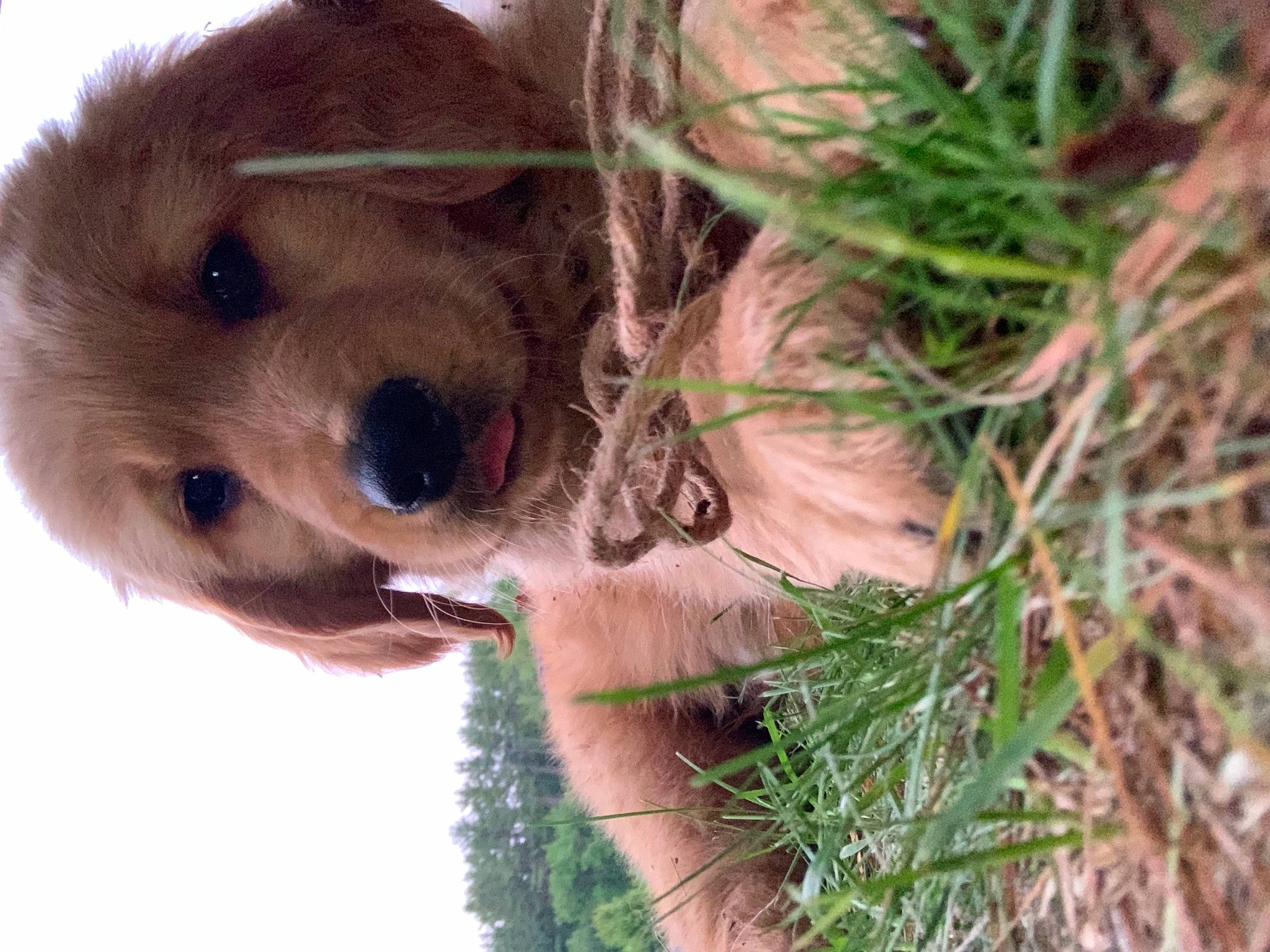 Melvin joined the competition — help win amazing prizes! canidae, carnivore, companion_dog, conifer, dog, dog_breed, fawn, fur, grass, liver, plant, puppy, snout, sporting_group, terrestrial_animal, tree, twig, whiskers, wildlife, working_animal