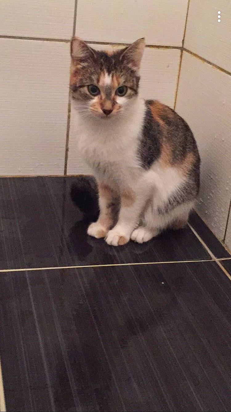 Lyane a rejoint le concours — aidez-le/la à gagner de superbes lots ! carnivore, cat, domestic_short_haired_cat, door, felidae, floor, flooring, fur, grey, hardwood, laminate_flooring, paw, plank, small_to_medium_sized_cats, tail, whiskers, wood, wood_flooring, wood_stain