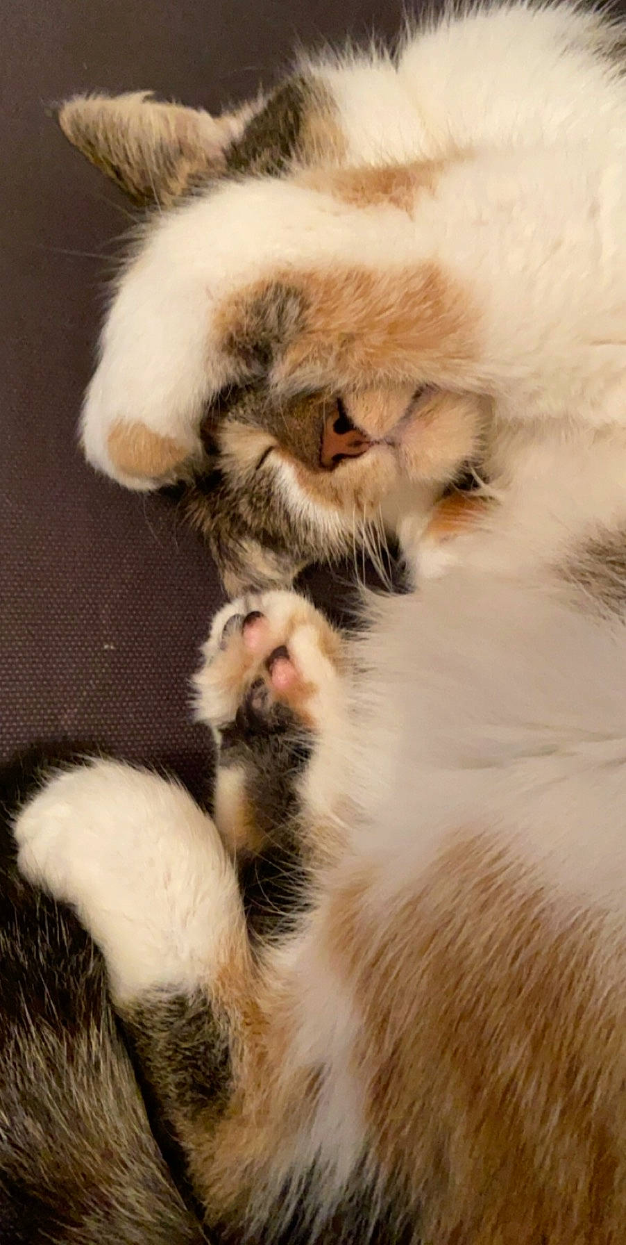 Lyane participe au concours pour gagner de l'argent avec cette photo : canidae, carnivore, cat, claw, close_up, companion_dog, dog_breed, fawn, felidae, fur, paw, primate, small_to_medium_sized_cats, snout, tail, terrestrial_animal, whiskers, wildlife