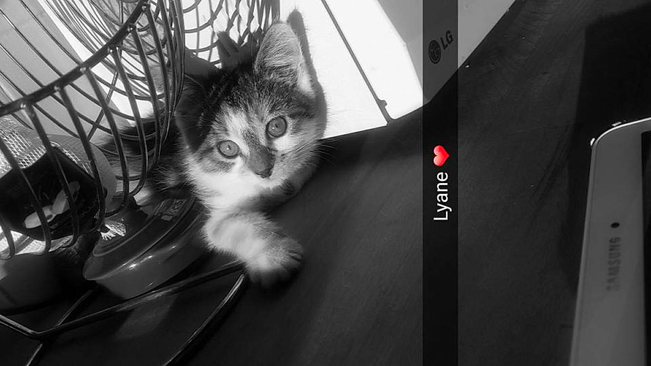 Lyane participe au concours pour gagner de l'argent avec cette photo : black_and_white, carnivore, cat, domestic_short_haired_cat, felidae, fur, grey, leg, monochrome, monochrome_photography, paw, plant, rim, small_to_medium_sized_cats, snout, spoke, style, tail, tree, whiskers