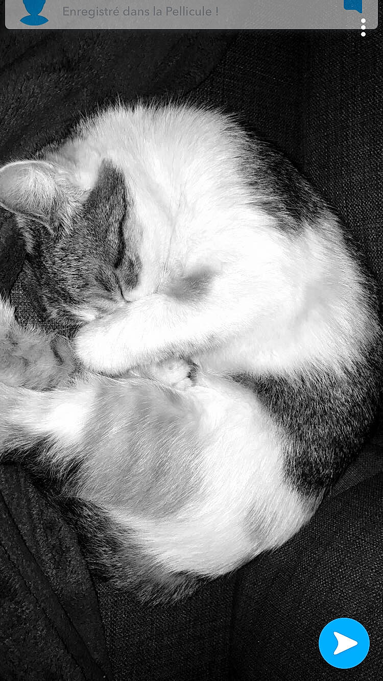 Lyane participe au concours pour gagner de l'argent avec cette photo : black_and_white, carnivore, cat, cloud, comfort, darkness, domestic_short_haired_cat, eye, felidae, fur, gesture, grey, monochrome, monochrome_photography, paw, small_to_medium_sized_cats, snout, style, tail, whiskers