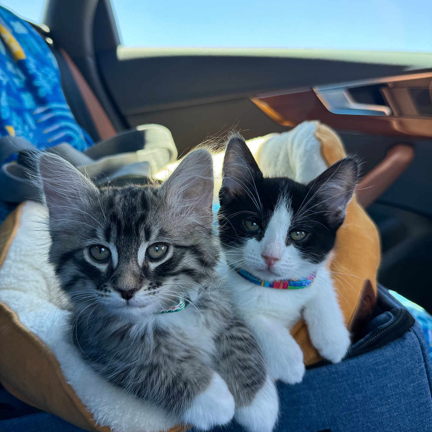 Ace N Nova joined the competition — help win amazing prizes! abyssinian, accessories, animal, bag, blanket, car, car_interior, carseat, cat, couch, cushion, furniture, handbag, homedecor, kitten, manx, person, pet, transportation, vehicle