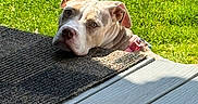 Tabatha Tongel joined the competition — help win amazing prizes! animal, canine, collar, curious, daylight, dog, doormat, face, grass, greenery, head, nature, outdoor, pet, porch, relaxation, resting, shade, sunlight, wooden_floor