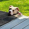 animal, canine, collar, curious, daylight, dog, doormat, face, grass, greenery, head, nature, outdoor, pet, porch, relaxation, resting, shade, sunlight, wooden_floor